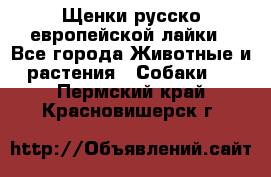 Щенки русско европейской лайки - Все города Животные и растения » Собаки   . Пермский край,Красновишерск г.